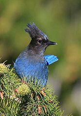 Steller's Jay